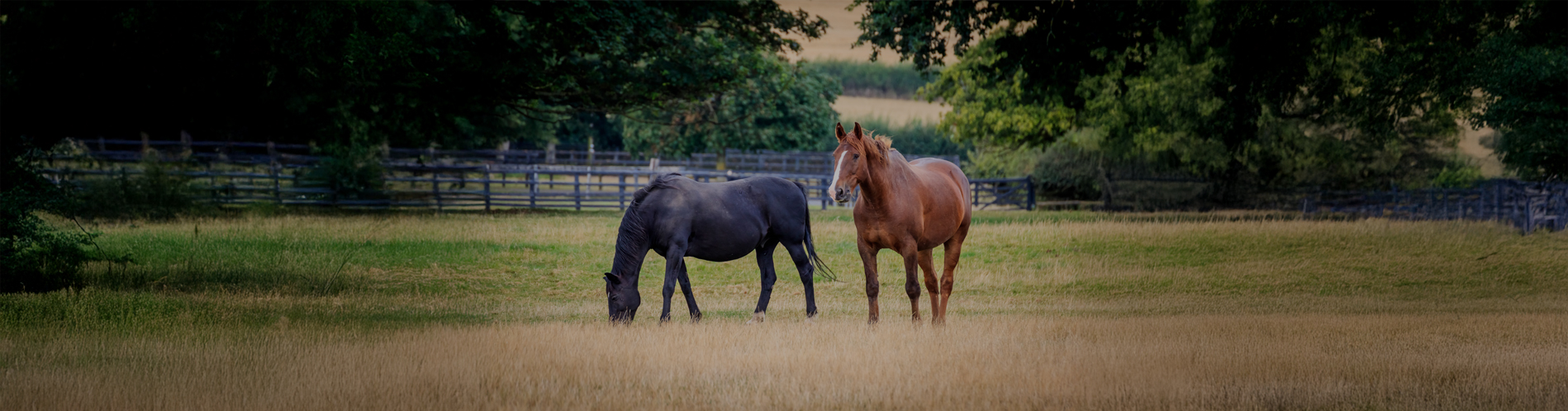 Bloodstock